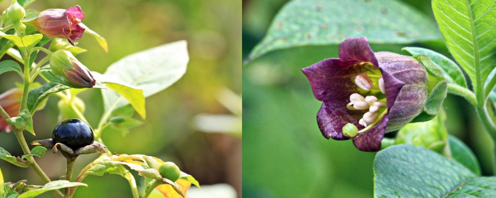 atropa belladonna