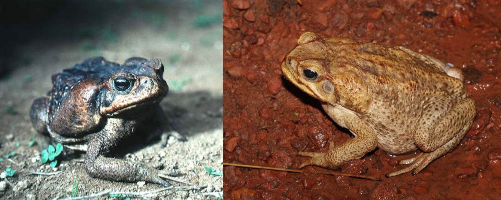 बाईं ओर बुफो मेरिनस(Bufo marinus), आंखों के पीछे बड़ी पैरोटॉइड ग्रंथियां दिखाई दे रही हैं और दाईं ओर केन टॉड मादा, तानमाई जंगली रेगिस्तान में, उत्तरी क्षेत्र, ऑस्ट्रेलिया में