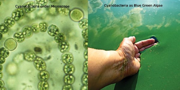 माइक्रोस्कोप के नीचे बाईं ओर साइनोबैक्टीरिया | दायीं ओर सायनोबैक्टीरिया नीले हरे शैवाल के रूप में