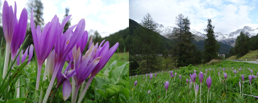 colchicum autumnale 1