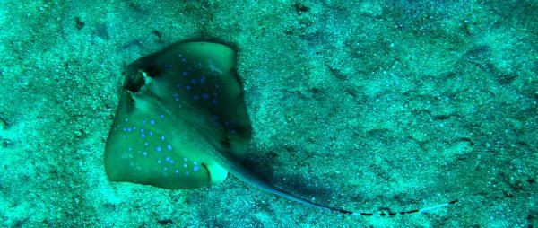 stingray blue spotted