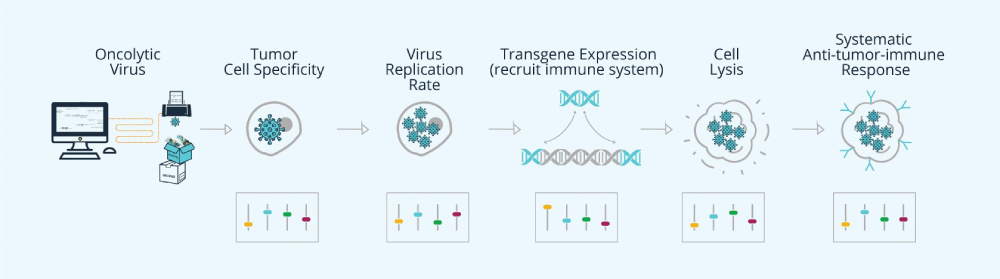 SynVaccine uses a CAD/CAM platform to design, manufacture, and validate viruses, including immuno-oncolytic viruses