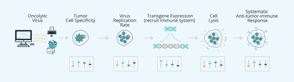 SynVaccine एक CAD / CAM प्लेटफ़ॉर्म का उपयोग करता है, जो वायरस को डिजाइन, निर्माण और मान्य करता है, जिसमें इम्यूनो-ऑनकोलिटिक वायरस भी शामिल है।