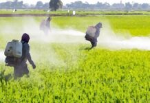 An Artistic Illustration, Farmers spraying artificial chemicals and pesticides in rice fields