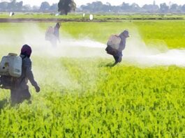 एक कलात्मक चित्रण, चावल के खेतों में कृत्रिम रसायनों और कीटनाशकों का छिड़काव करते किसान