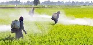 An Artistic Illustration, Farmers spraying artificial chemicals and pesticides in rice fields