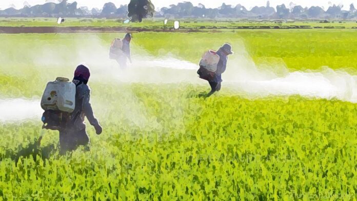 An Artistic Illustration, Farmers spraying artificial chemicals and pesticides in rice fields