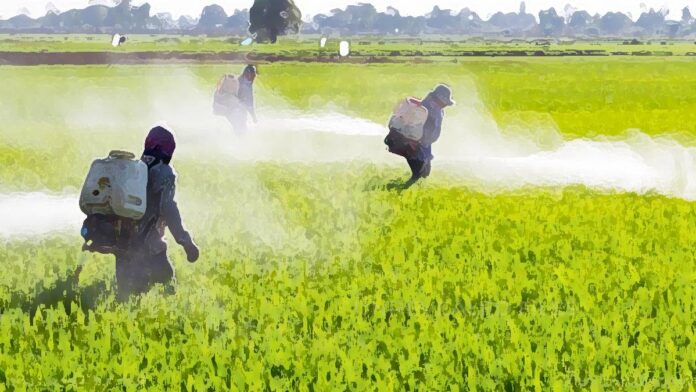 एक कलात्मक चित्रण, चावल के खेतों में कृत्रिम रसायनों और कीटनाशकों का छिड़काव करते किसान