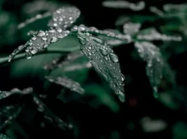 कल्पना कीजिए कि जब बारिश की बूंदें पौधों की पत्तियों पर गिरती हैं तो उनकी ध्वनि कितनी सुंदर होगी, यह हरा शोर कितना सुंदर होगा।