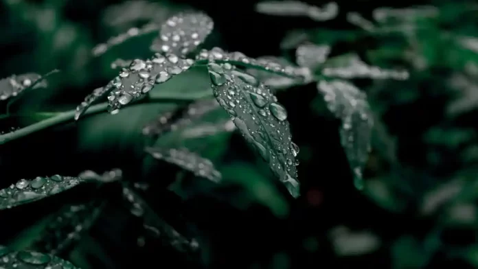 कल्पना कीजिए कि जब बारिश की बूंदें पौधों की पत्तियों पर गिरती हैं तो उनकी ध्वनि कितनी सुंदर होगी, यह हरा शोर कितना सुंदर होगा।